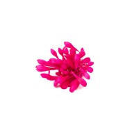 PHOCEALYS│Agapanthe stabilisée│vente aux pros│Grossiste