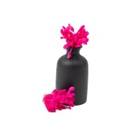 PHOCEALYS│Agapanthe stabilisée│vente aux pros│Grossiste