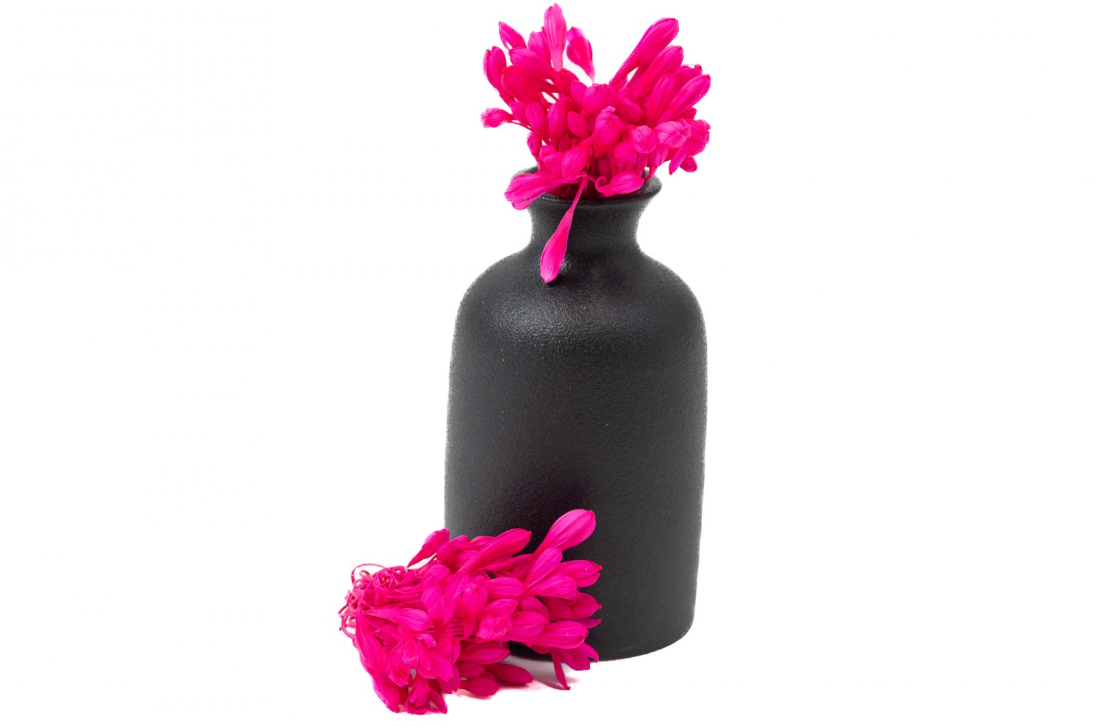 PHOCEALYS│Agapanthe stabilisée│vente aux pros│Grossiste