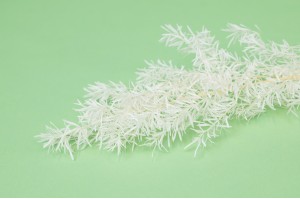 Asparagus Sprengeri stabilisé│vente aux pros│Grossiste