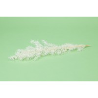 Asparagus Sprengeri stabilisé│vente aux pros│Grossiste