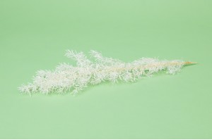 Asparagus Sprengeri stabilisé│vente aux pros│Grossiste