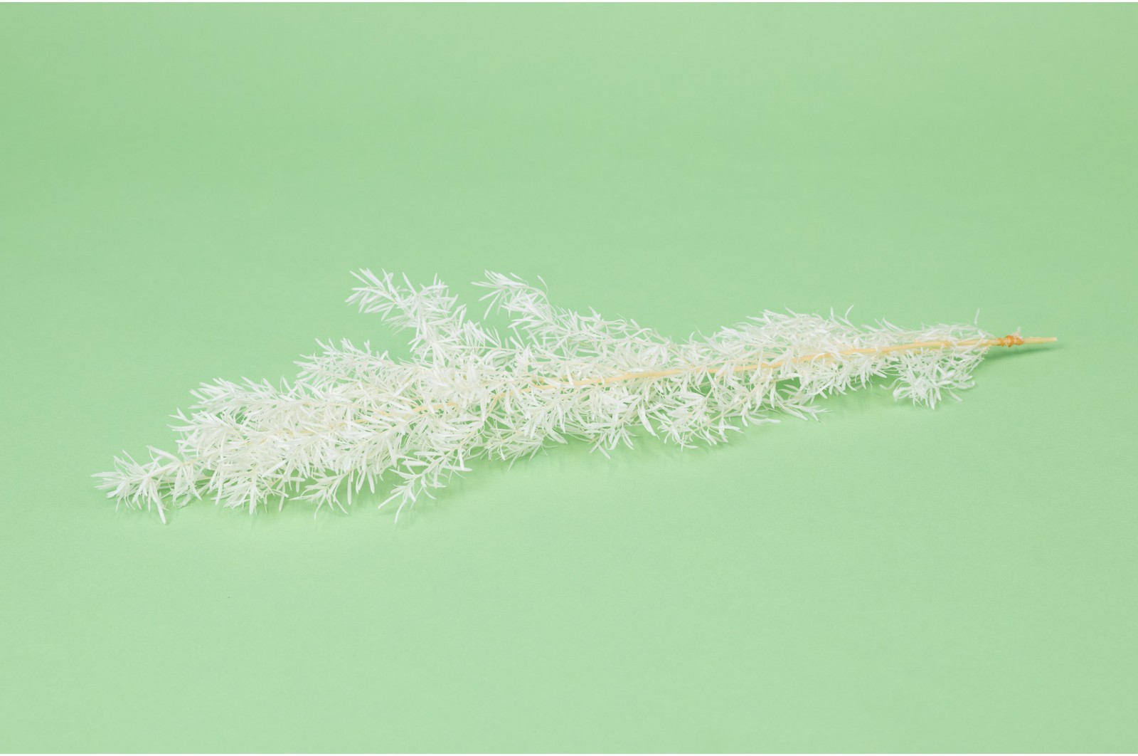 Asparagus Sprengeri stabilisé│vente aux pros│Grossiste
