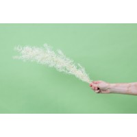 Asparagus Sprengeri stabilisé│vente aux pros│Grossiste
