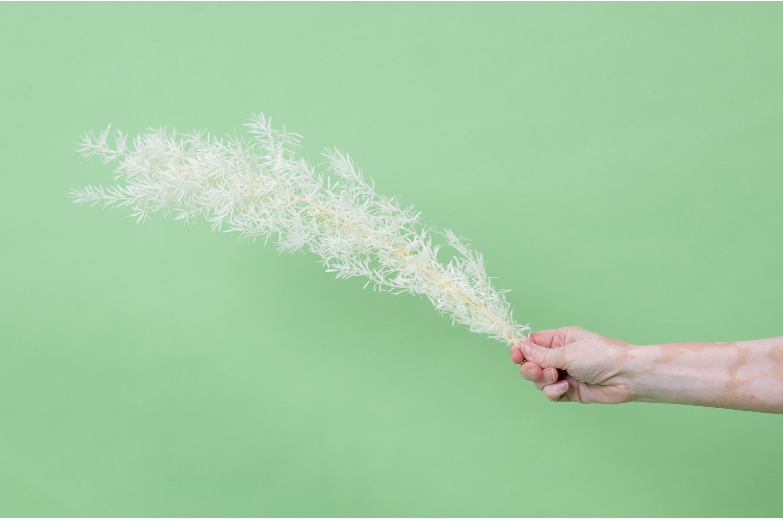 Asparagus Sprengeri stabilisé│vente aux pros│Grossiste