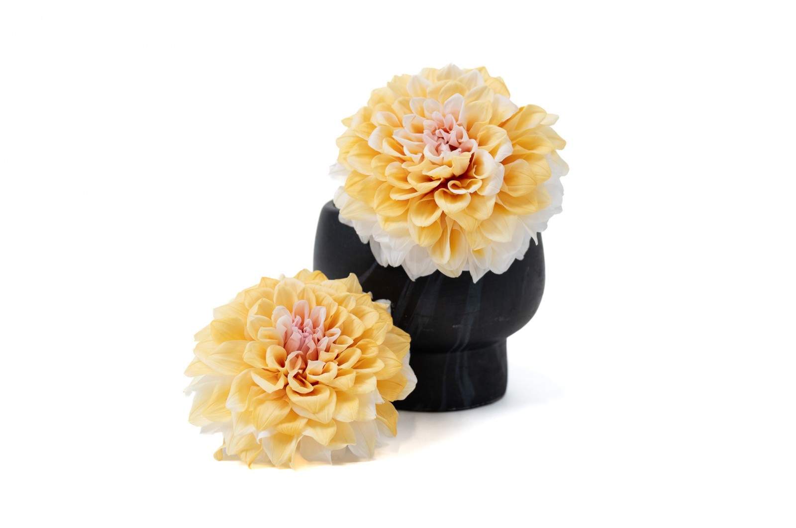 PHOCEALYS│Dahlia stabilisé│vente aux pros│Grossiste