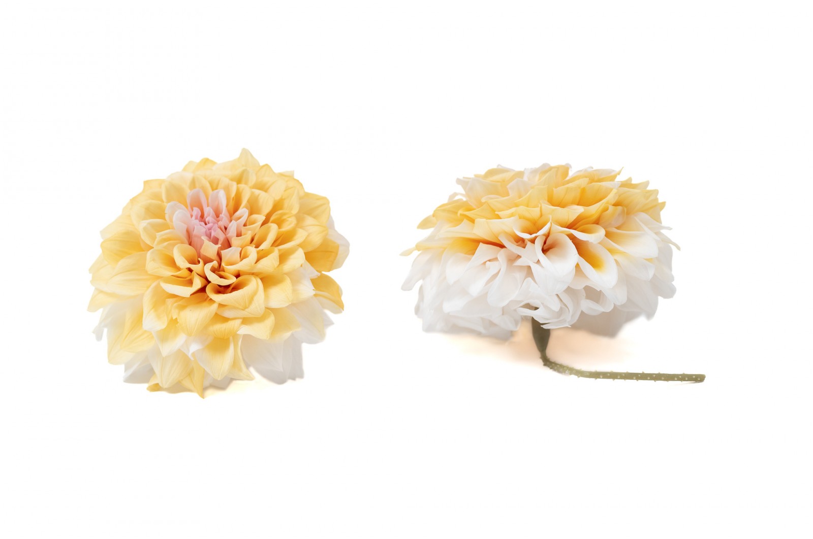 PHOCEALYS│Dahlia stabilisé│vente aux pros│Grossiste