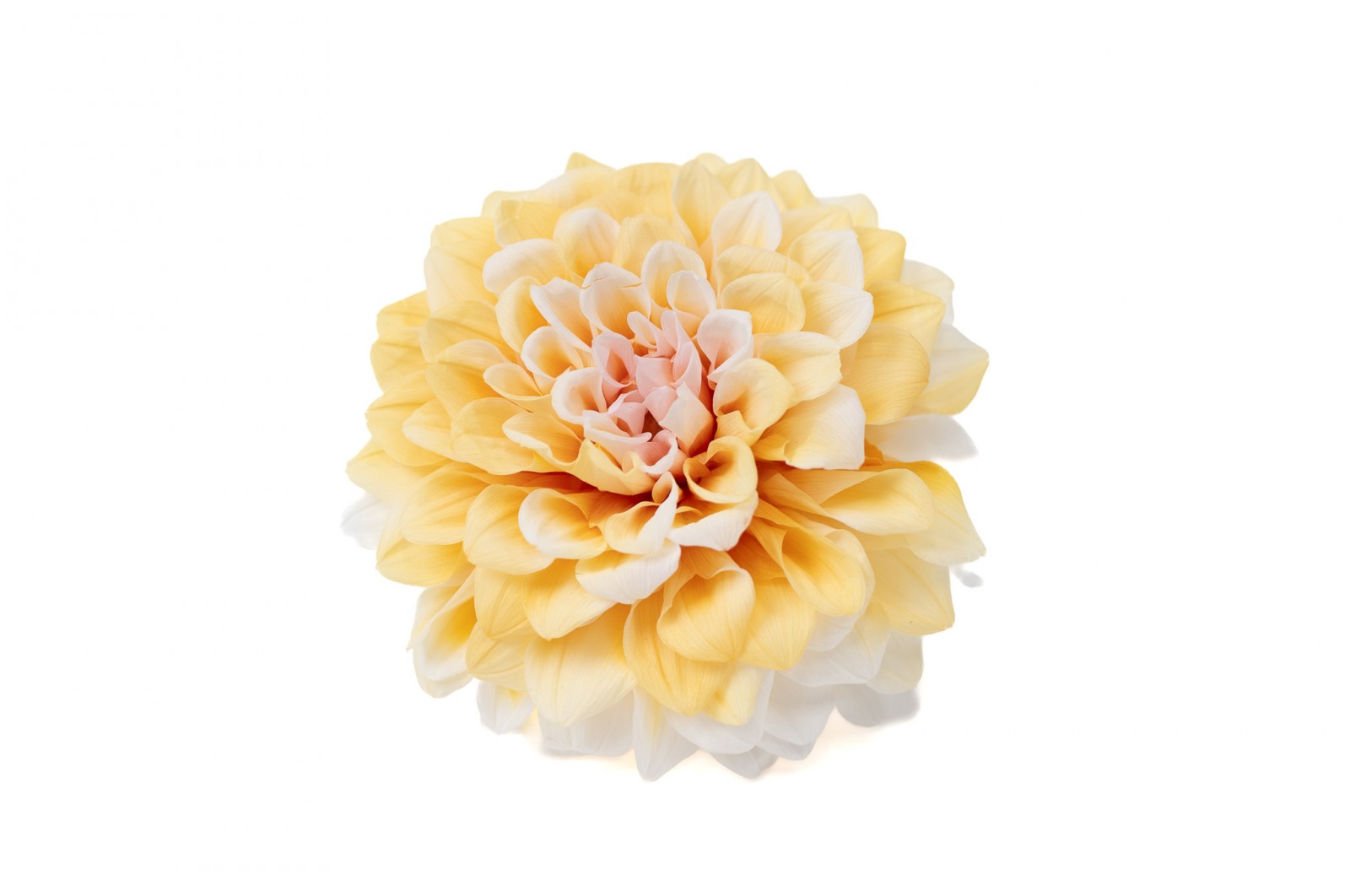 PHOCEALYS│Dahlia stabilisé│vente aux pros│Grossiste