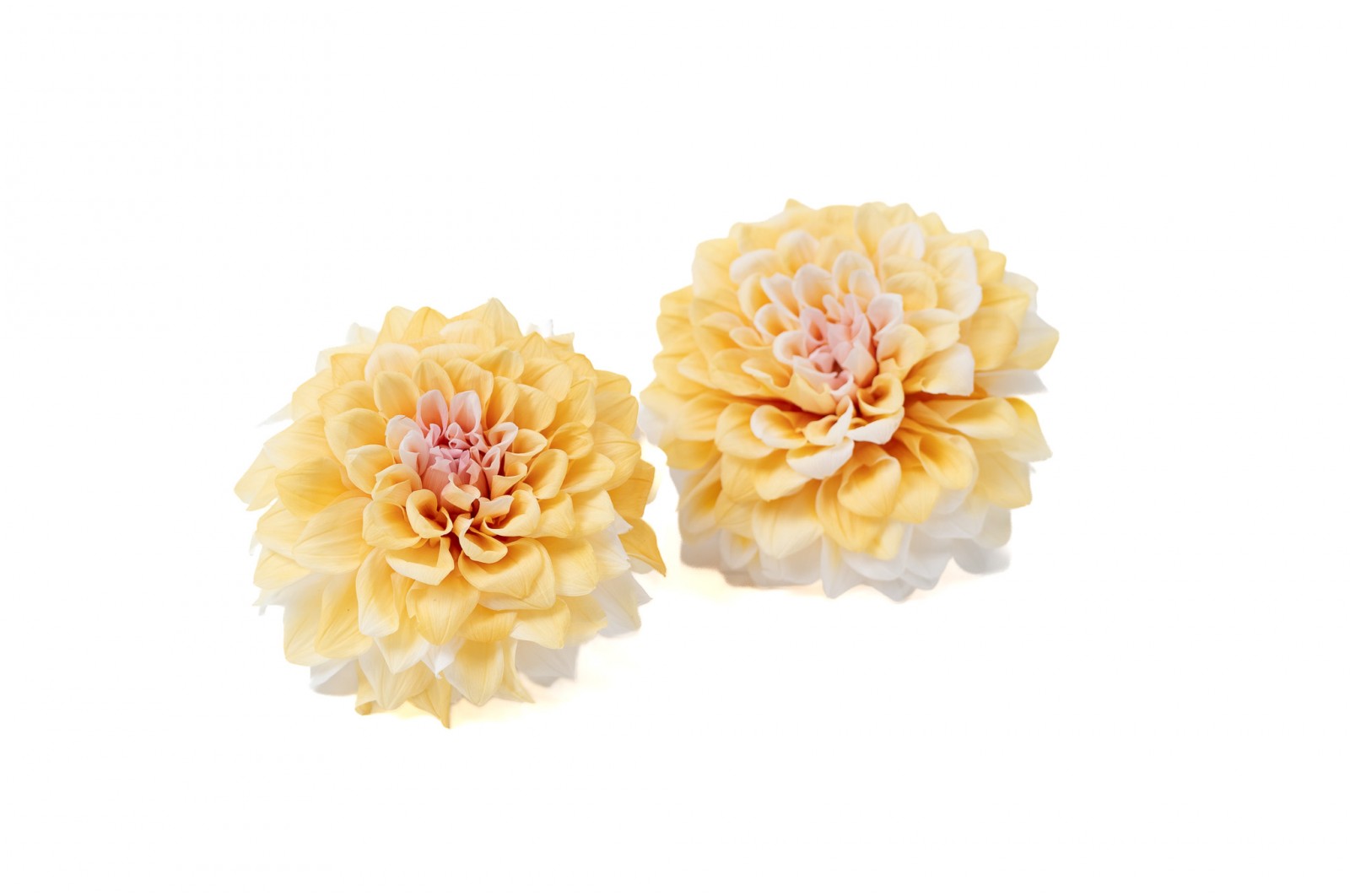 PHOCEALYS│Dahlia stabilisé│vente aux pros│Grossiste