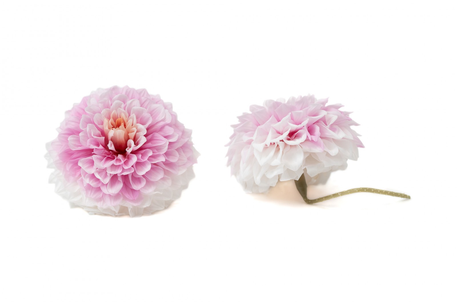 PHOCEALYS│Dahlia stabilisé│vente aux pros│Grossiste