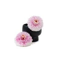 PHOCEALYS│Dahlia stabilisé│vente aux pros│Grossiste