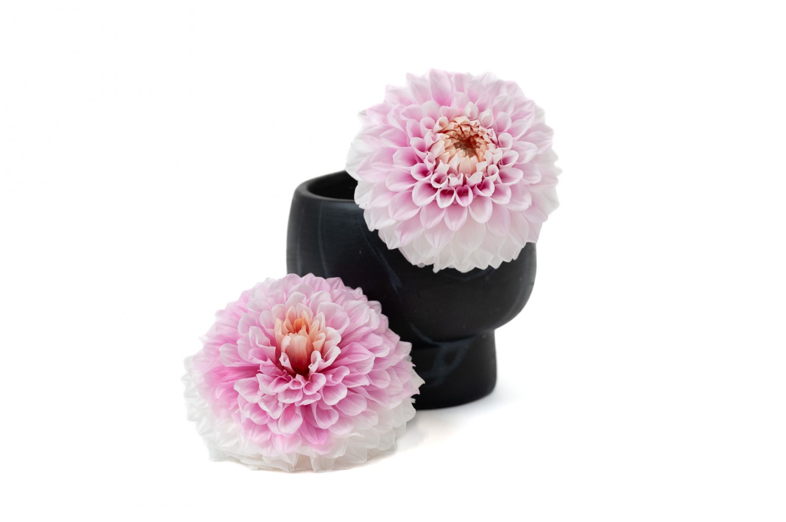 PHOCEALYS│Dahlia stabilisé│vente aux pros│Grossiste
