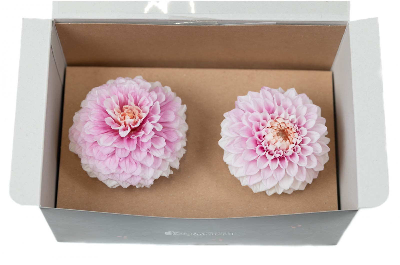 PHOCEALYS│Dahlia stabilisé│vente aux pros│Grossiste