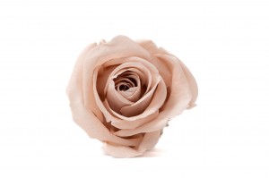 PHOCEALYS │Têtes de roses Kiara stabilisées S│vente aux pros│Grossiste