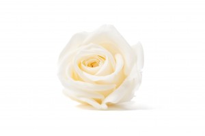 PHOCEALYS │Têtes de roses Kiara stabilisées S│vente aux pros│Grossiste