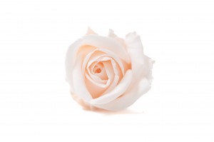 PHOCEALYS │Têtes de roses Kiara stabilisées S│vente aux pros│Grossiste