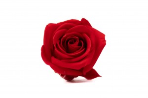 PHOCEALYS │Têtes de roses Kiara stabilisées S│vente aux pros│Grossiste