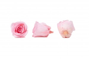 PHOCEALYS │Têtes de roses Kiara stabilisées M│vente aux pros│Grossiste