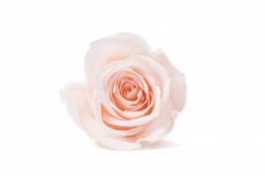 PHOCEALYS │Têtes de roses Kiara stabilisées M│vente aux pros│Grossiste