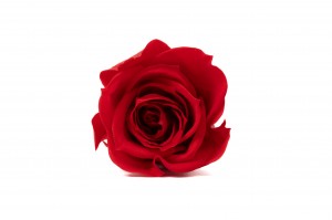 PHOCEALYS │Têtes de roses Kiara stabilisées M│vente aux pros│Grossiste