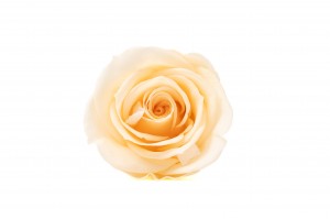 PHOCEALYS │Têtes de roses Kiara stabilisées M│vente aux pros│Grossiste