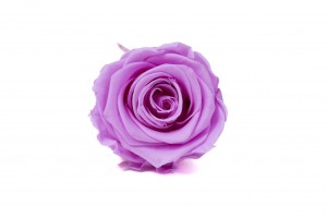 PHOCEALYS │Têtes de roses Kiara stabilisées L │vente aux pros│Grossiste