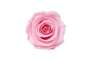 PHOCEALYS │Têtes de roses Kiara stabilisées L │vente aux pros│Grossiste
