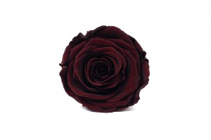 PHOCEALYS │Têtes de roses Kiara stabilisées L │vente aux pros│Grossiste