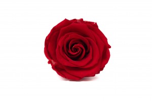 PHOCEALYS │Têtes de roses Kiara stabilisées L │vente aux pros│Grossiste