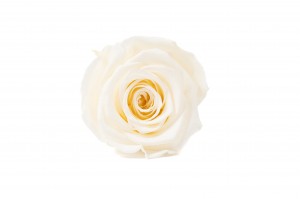 PHOCEALYS │Têtes de roses Kiara stabilisées L │vente aux pros│Grossiste