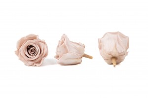 PHOCEALYS │Têtes de roses Kiara stabilisées XL │vente aux pros│Grossiste