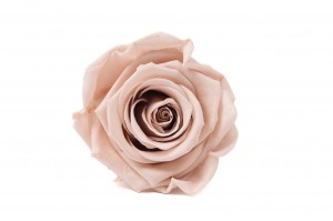 PHOCEALYS │Têtes de roses Kiara stabilisées XL │vente aux pros│Grossiste