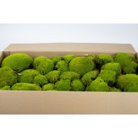 PHOCEALYS│Mousse boule stabilisée carton vrac│vente aux pros│Grossiste