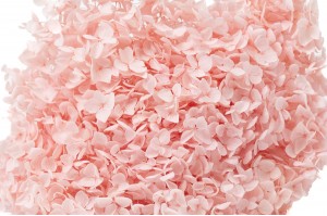 Hortensia Anna stabilisé│vente aux pros│Grossiste en végétaux stabilisées