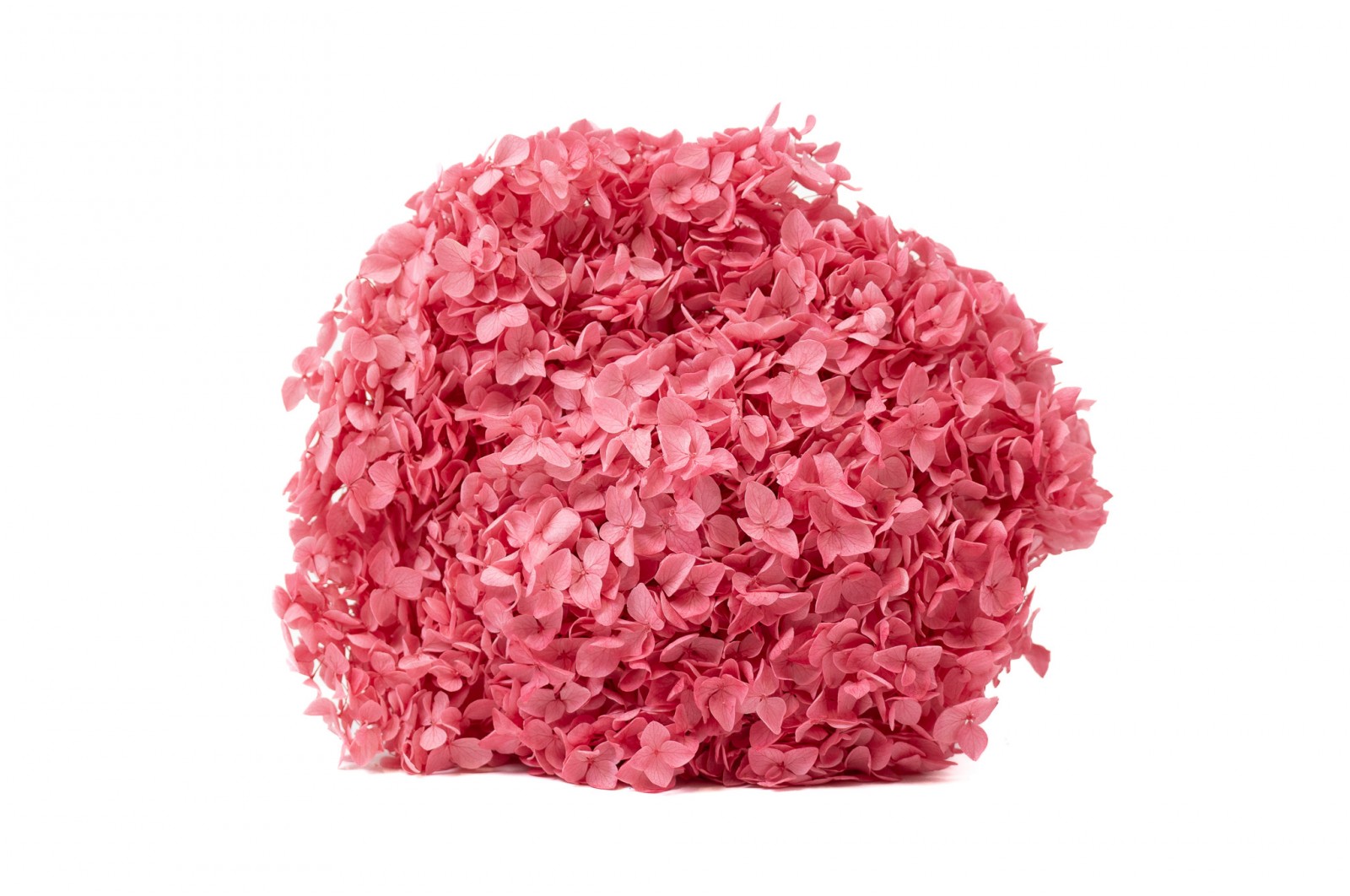 Hortensia Anna stabilisé│vente aux pros│Grossiste en végétaux stabilisées