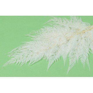 Preserved davalia fern│Sale to pros│Wholesaler of preserved plants