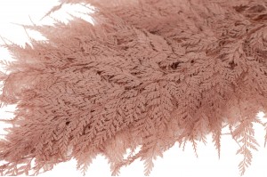 Fougère davalia stabilisée│vente aux pros│Grossiste