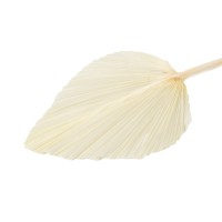 PHOCEALYS │Grande Palme sèche│vente aux pros│Grossiste en fleurs séchées