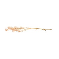 PHOCEALYS │Gypsophile stabilisé│vente aux pros│Grossiste