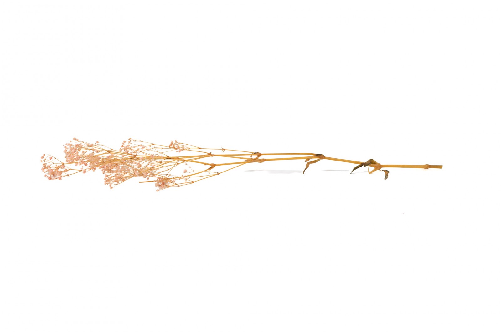 PHOCEALYS │Gypsophile stabilisé│vente aux pros│Grossiste