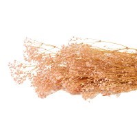 PHOCEALYS │Gypsophile stabilisé│vente aux pros│Grossiste