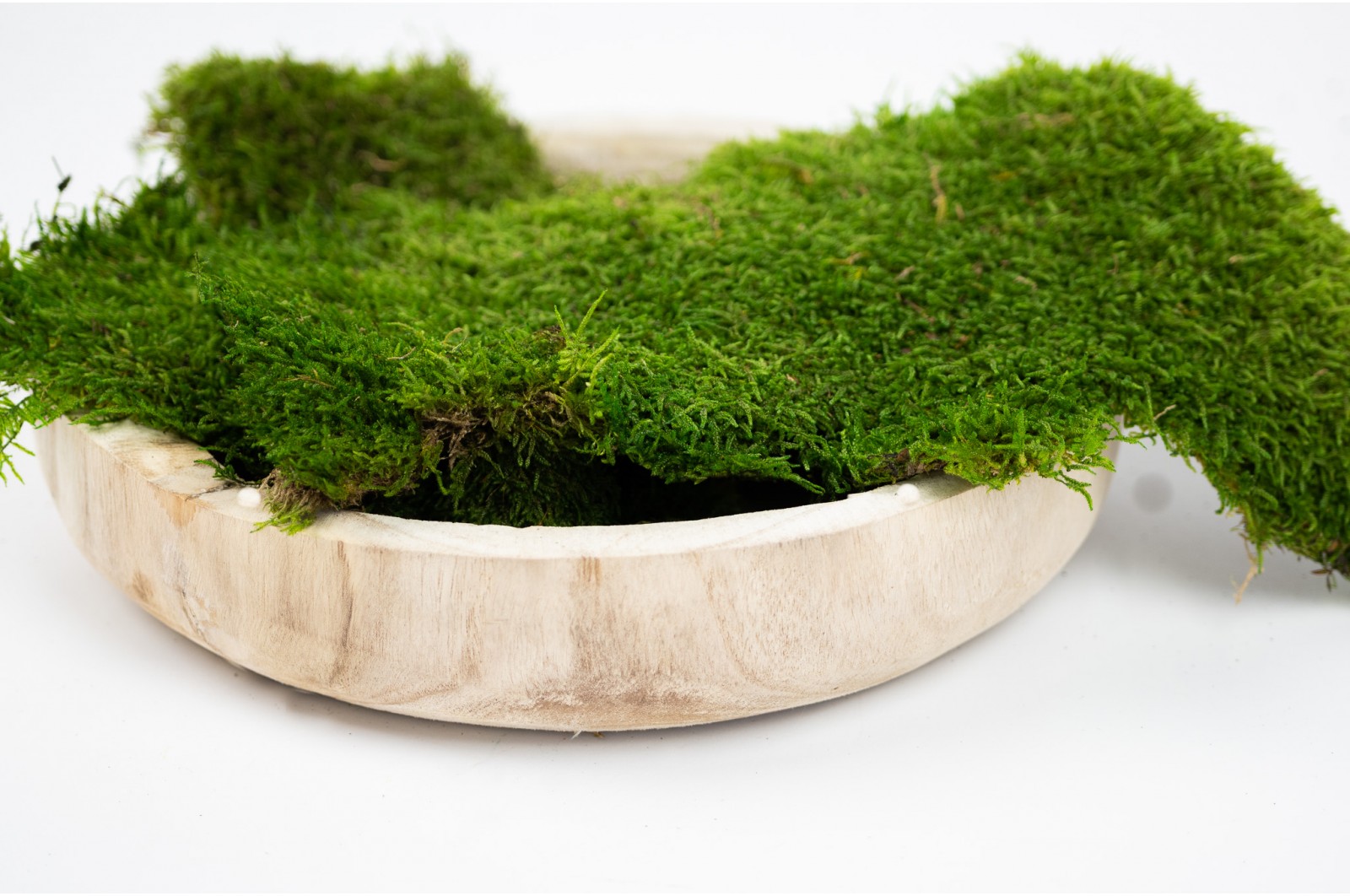 Mousse plate stabilisée│vente aux pros│Grossiste en végétaux stabilisées