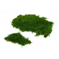 Mousse plate stabilisée│vente aux pros│Grossiste en végétaux stabilisées