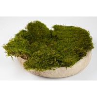 Mousse plate stabilisée│vente aux pros│Grossiste en végétaux stabilisées
