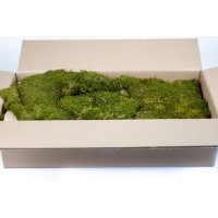 Mousse plate stabilisée│vente aux pros│Grossiste en végétaux stabilisées