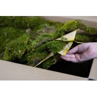Mousse plate stabilisée│vente aux pros│Grossiste en végétaux stabilisées