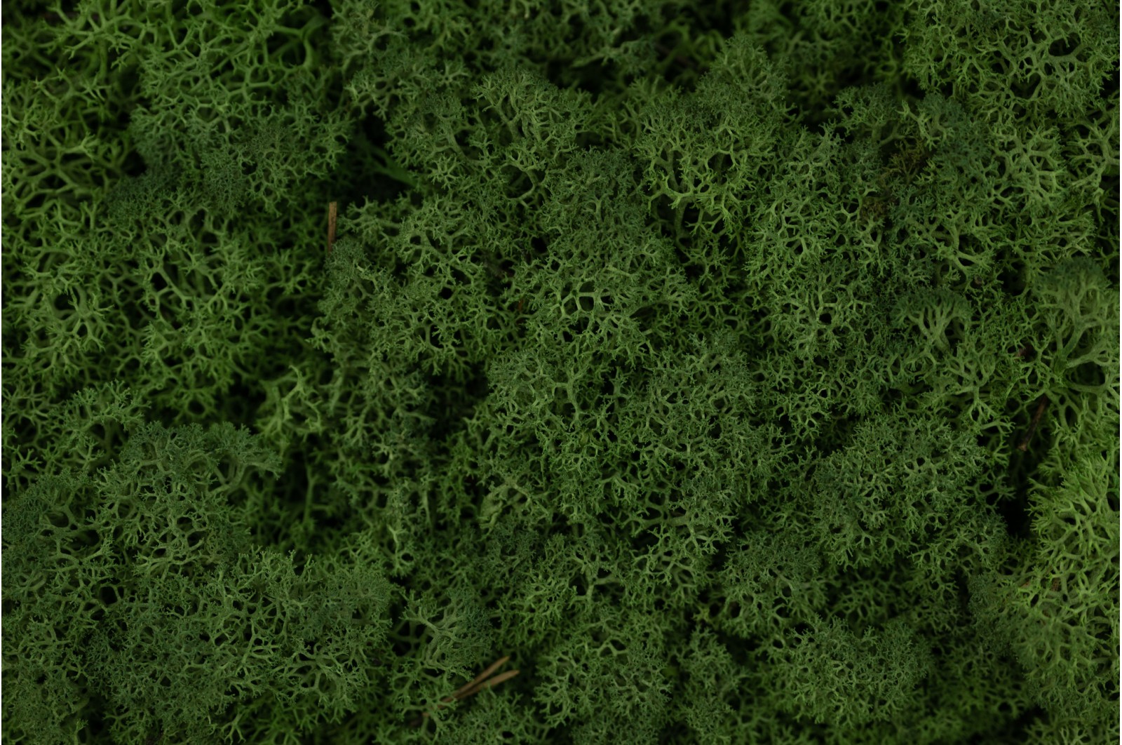 PHOCEALYS │Lichen stabilisé 500g│vente aux pros│Grossiste
