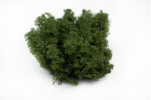 PHOCEALYS │Lichen stabilisé 500g│vente aux pros│Grossiste
