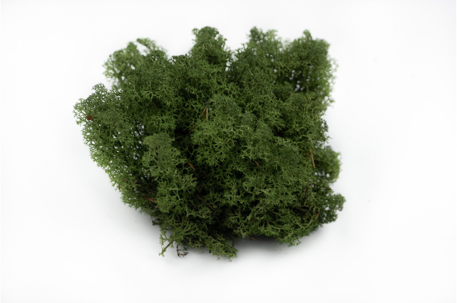 PHOCEALYS │Lichen stabilisé 500g│vente aux pros│Grossiste