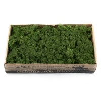 PHOCEALYS │Lichen stabilisé 500g│vente aux pros│Grossiste